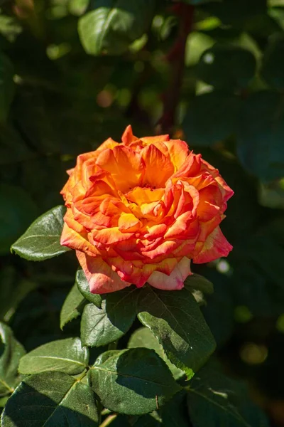 Vertikal Bild Orange Trädgård Steg Ett Starkt Solljus Perfekt För — Stockfoto