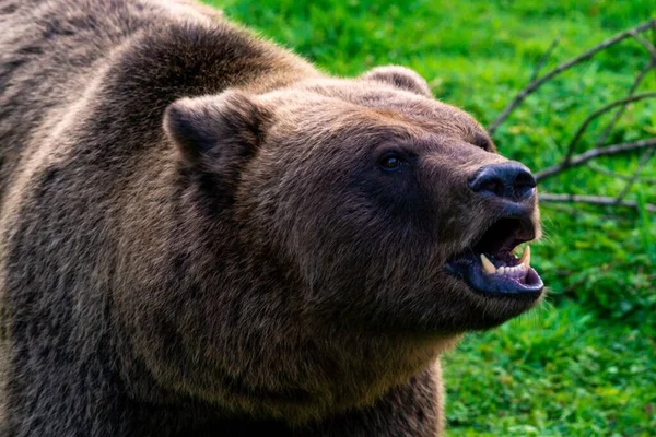 Ein Marsianischer Braunbär Sitzt Gras Und Schaut Zur Seite — Stockfoto