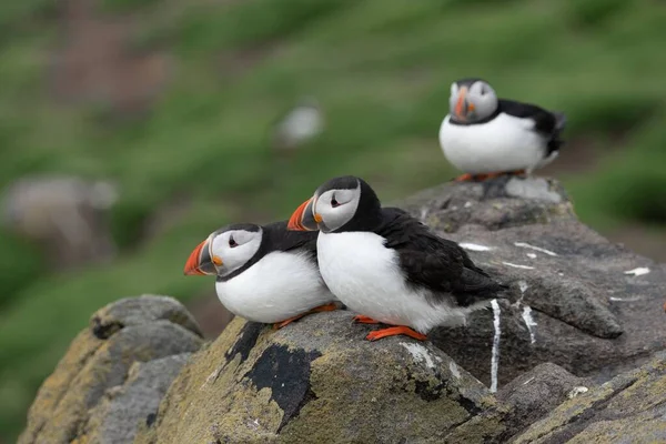 Eine Nahaufnahme Von Niedlichen Atlantischen Papageitauchern Die Auf Einer Küstenklippe — Stockfoto