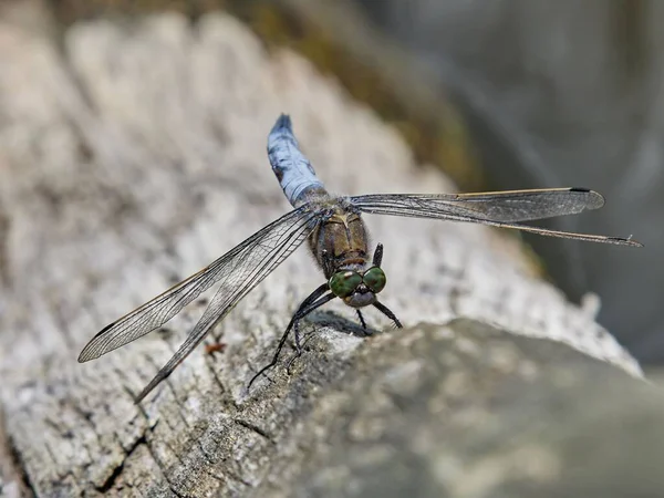 Närbild Bild Dragonfly Sten Med Suddig Bakgrund — Stockfoto