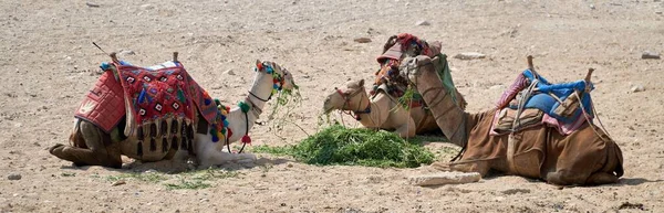 Tiro Panorâmico Camelos Com Vestidos Tradicionais Sentados Deserto Comendo Grama — Fotografia de Stock