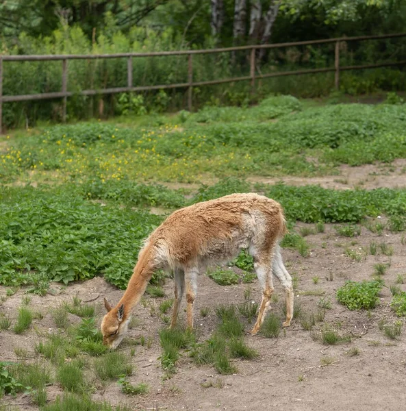 Guanaco Pasące Się Polu — Zdjęcie stockowe