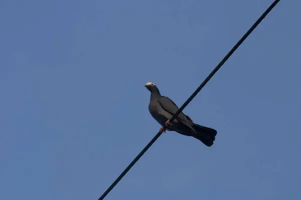Eine Niedliche Taube Sitzt Auf Dem Stromkabel — Stockfoto