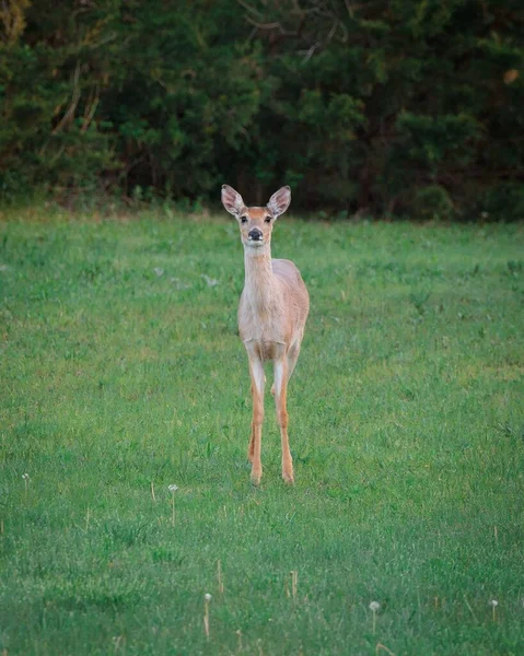 Plan Vertical Cerf Virginie Debout Dans Une Clairière Herbeuse — Photo