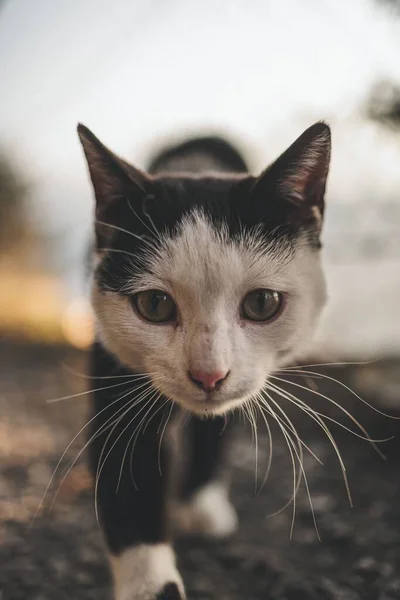 Primo Piano Simpatico Gattino Peloso Bianco Nero Che Guarda Fotocamera — Foto Stock