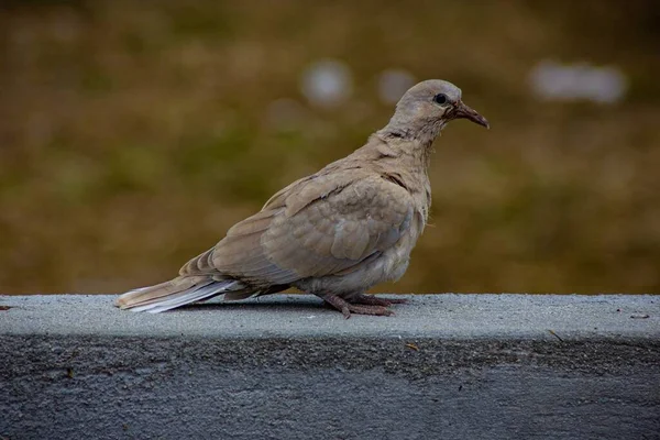 Ett Närbild Porträtt Söt Eurasiska Krage Duva — Stockfoto