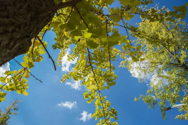 Niskokątny Ujęcie Gałęzi Drzewa Przeciw Błękitnym Zachmurzonym Niebem Słoneczny Dzień — Zdjęcie stockowe