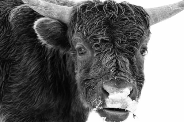 Una Vaca Con Cuernos Nieve Boca — Foto de Stock