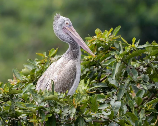 Pelicano Cinzento Pelecanus Philippensis Também Conhecido Como Pelicano Bico Fino — Fotografia de Stock