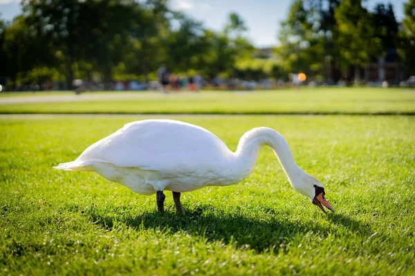 Hermoso Cisne Apoyado Sobre Hierba Parque — Foto de Stock