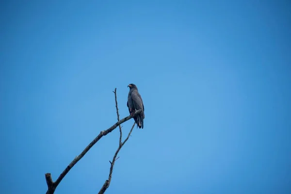 Bir Turna Şahini Geranospiza Caerulescens Amazon Nehrinin Mavi Gökyüzünün Altına — Stok fotoğraf