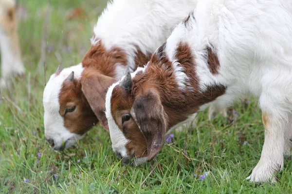 Primer Plano Dos Cabras Bóer Pastando Sobre Hierba Verde Una — Foto de Stock