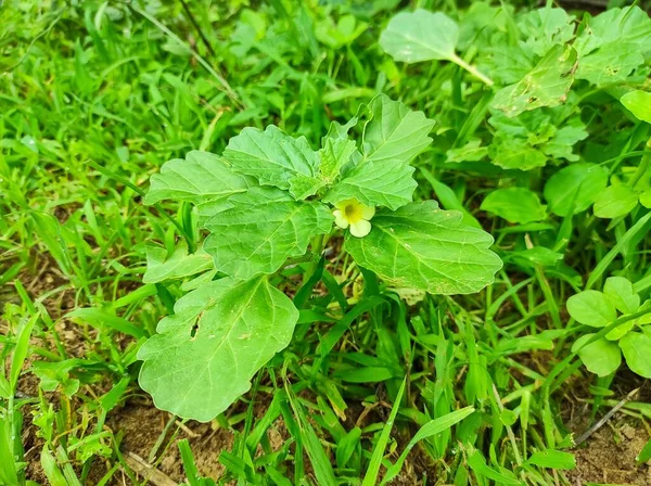 Ένα Κοντινό Πλάνο Του Gokharu Ayurvedic Φαρμακευτικά Φυτά Λουλούδια — Φωτογραφία Αρχείου