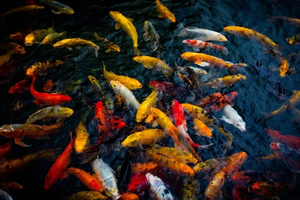 Closeup Shot Various Koi Fishes Surface Water — Stock Photo, Image