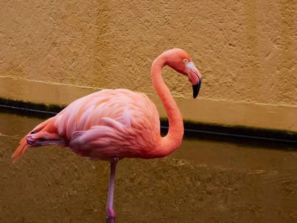 Lindo Flamingo Rosa Capturado Ambiente Natural Vegetação — Fotografia de Stock