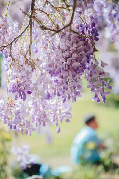 春には華やかで花の咲く中国語の藤が垂直に撮影され 背景がぼやけている — ストック写真