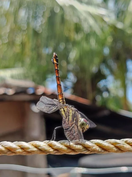 Вертикальний Постріл Бабка Мотузці Сонячний День Лісі — стокове фото