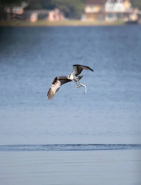 Vertikal Ytlig Fokusbild Ett Rovdjur Pandion Haliaetus Som Flyger Ovanför — Stockfoto