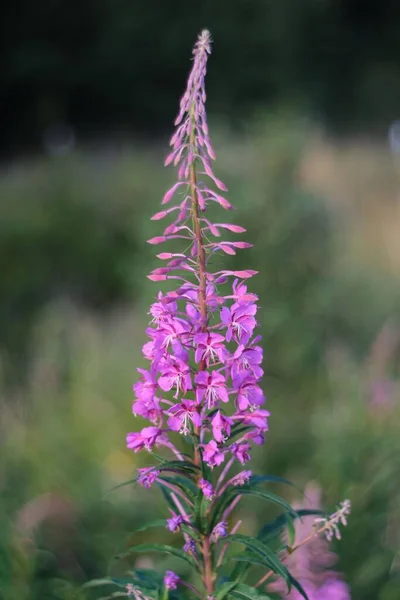 Vertikální Záběr Chamaenerion Angustifolium — Stock fotografie