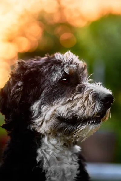 Vertikal Bild Ett Porträtt Svartvitt Portugisiskt Vatten Hund Utomhus Suddig — Stockfoto