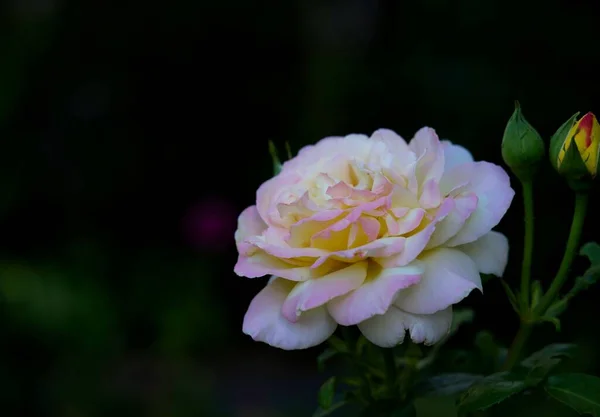 Een Closeup Shot Van Een Witte Roos Florerend Tuin — Stockfoto