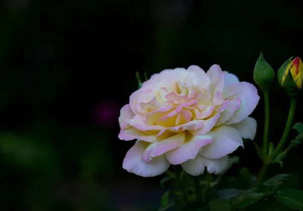 Tiro Close Uma Rosa Branca Florescendo Jardim — Fotografia de Stock