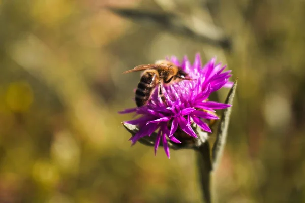 Grund Fokus Ett Samla Nektar Från Tistel Blomman — Stockfoto