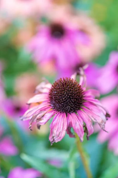 一个垂直的特写镜头一个开花的紫色花冠与模糊的背景 — 图库照片