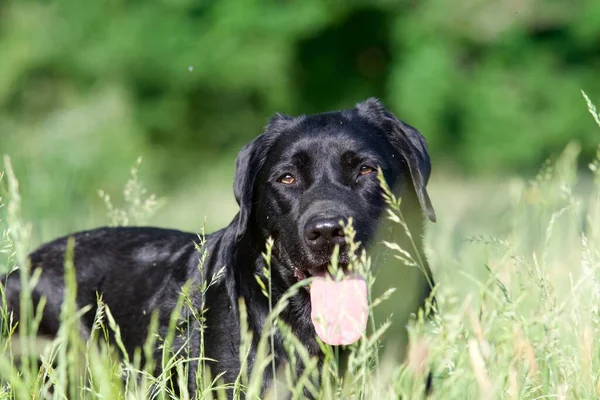 Ett Selektivt Fokus Svart Labrador Retriever Stående Gräs — Stockfoto