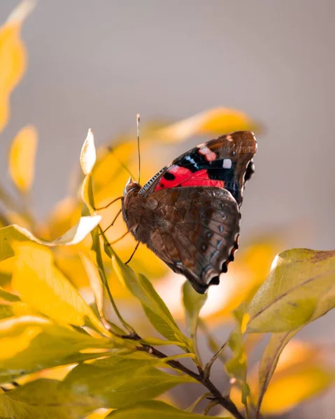 Eine Vertikale Aufnahme Eines Schmetterlings Des Roten Admirals Der Einem — Stockfoto