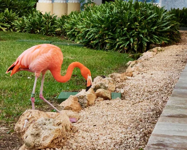 Vacker Rosa Flamingo Fångad Naturlig Miljö Och Vegetation — Stockfoto