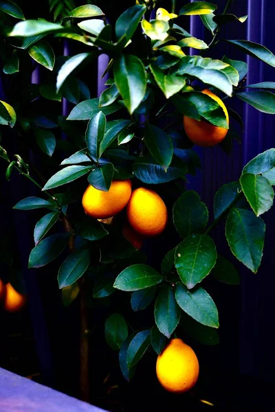 Vertikal Närbild Ett Citronträd Med Sina Tjocka Gröna Blad — Stockfoto