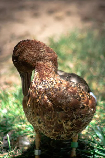 Egy Függőleges Közelkép Egy Hawaii Kacsáról Füvön — Stock Fotó