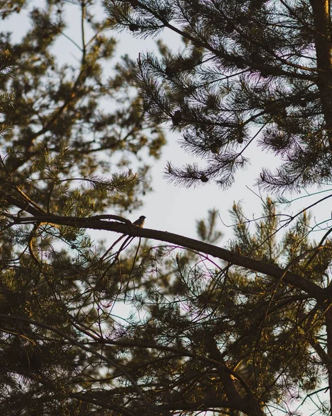 Вертикальный Снимок Маленькой Птички Сидящей Деревянной Ветке Сосны Дневном Свете — стоковое фото