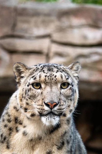 Retrato Leopardo Neve Panthera Uncia Olhando Para Lado — Fotografia de Stock