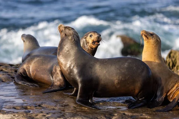 Tir Sélectif Phoques Actifs Otaries Aboyant Sur Plage Rocheuse Californie — Photo