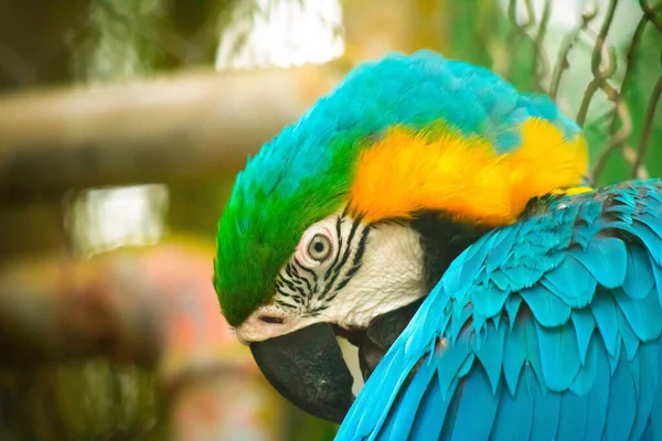 Detailní Záběr Modro Žlutého Macaw Rozmazaném Pozadí — Stock fotografie