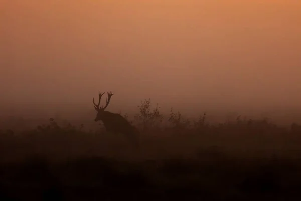 Die Silhouette Eines Männlichen Hirsches Einem Frühen Nebligen Morgen — Stockfoto
