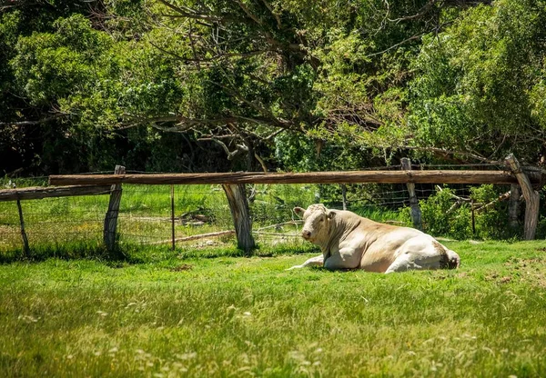 Een Koe Ontspannen Het Gras Een Boerderij Met Houten Hekken — Stockfoto