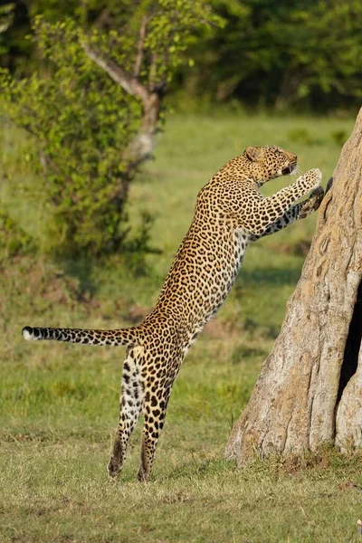 Disparo Vertical Leopardo Naboisho Conservancy Kenia — Foto de Stock