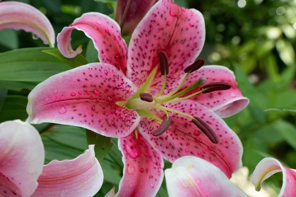Primer Plano Lily Stargazer Flor Con Fondo Verde Borroso —  Fotos de Stock