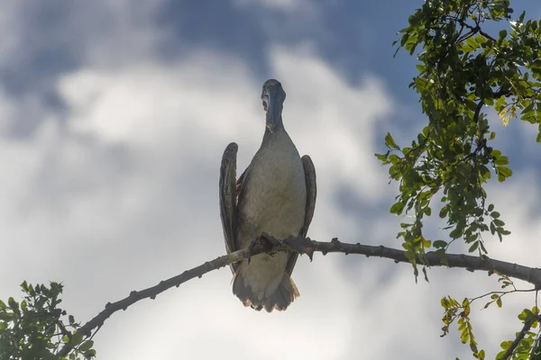 背景に空のある木の枝に座っている灰色のペリカンの閉鎖 — ストック写真