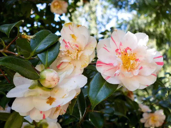 Ένα Κοντινό Shoto Από Λευκά Και Ροζ Λουλούδια Camellia — Φωτογραφία Αρχείου