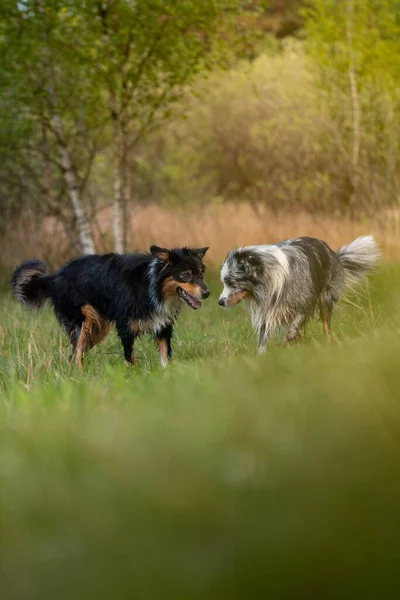 Tiro Vertical Pastores Australianos Beijando Uma Floresta — Fotografia de Stock