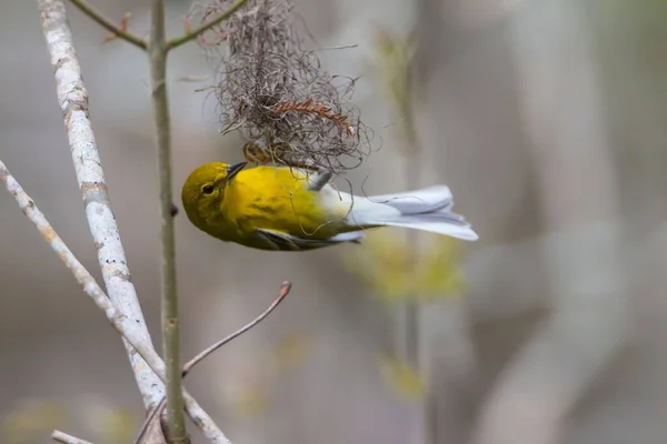 一个美国金翅雀试图筑巢的特写镜头 — 图库照片