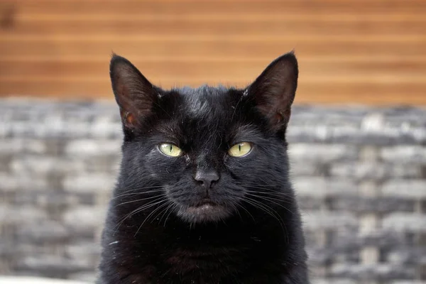 Nahaufnahme Des Gesichts Einer Schwarzen Bombay Katze Mit Geradem Gesichtsausdruck — Stockfoto