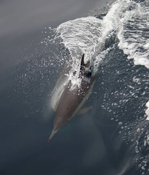 Belo Tiro Vertical Golfinho Nadando Nas Ondas Superfície Oceano — Fotografia de Stock