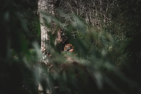 Tigre Mentiroso Visto Através Galhos Árvores Zoológico — Fotografia de Stock