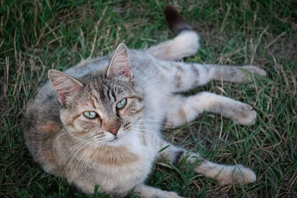 Gros Plan Chat Européen Couché Sur Herbe — Photo