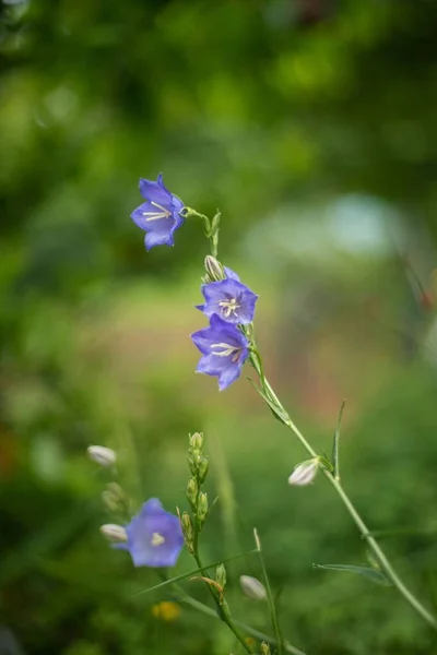 Vertikal Bild Tussock Bellflowers Ett Fält — Stockfoto